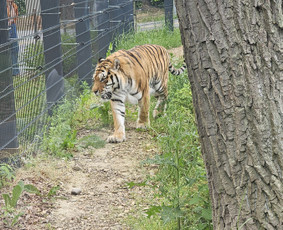 siltuciai salikuciai gm801 galerija 1