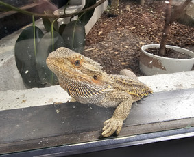 siltuciai salikuciai gm801 galerija 5