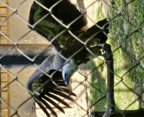 siltuciai salikuciai gm801 galerija 7