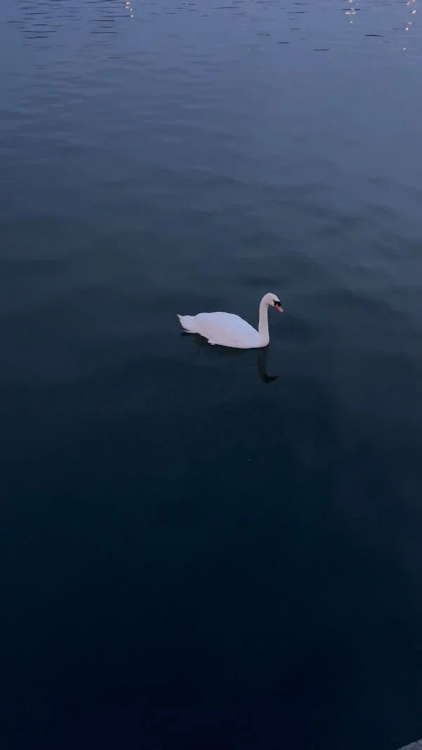 above water birds calm calm ocean 16284238